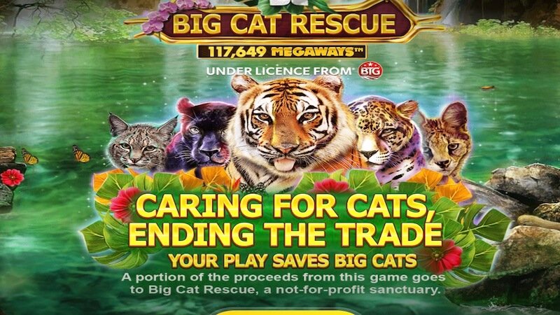 big cat rescue slot rules